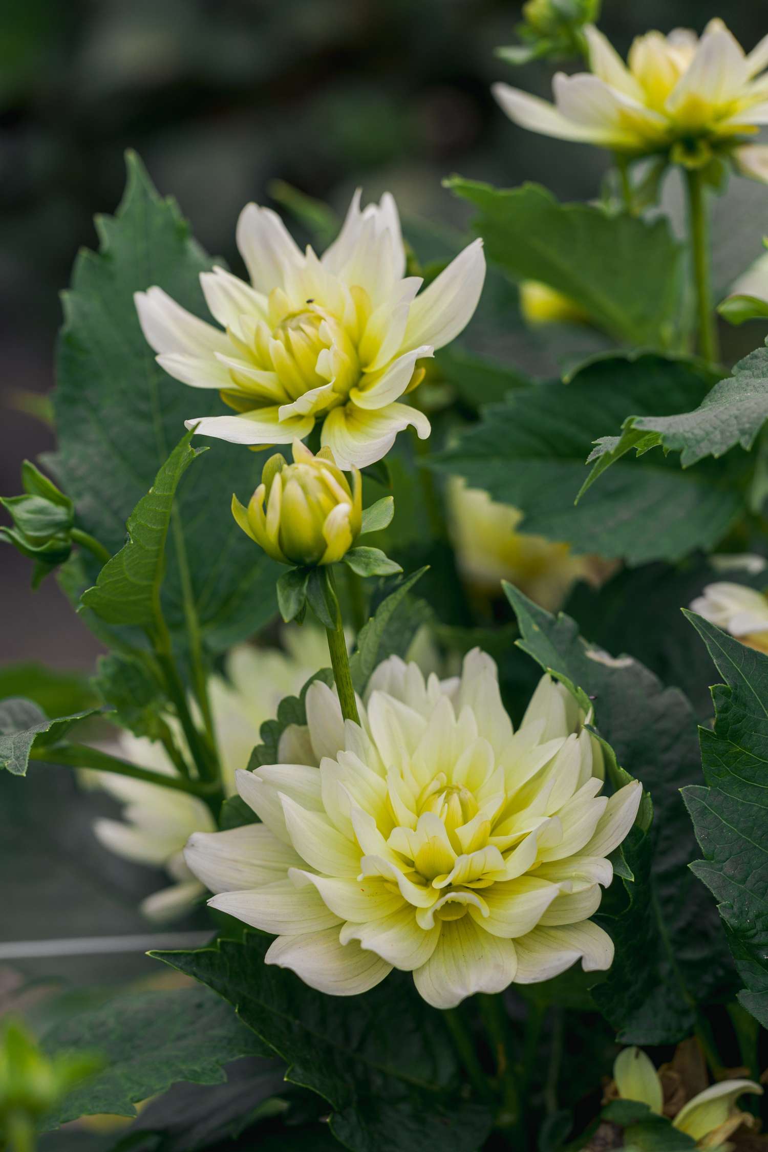 Dahlia 'Berliner Lemon'